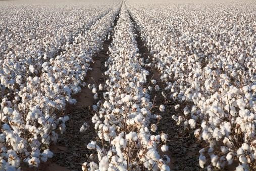 what is cotton used for