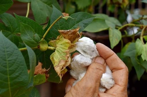 how is cotton made into fabric